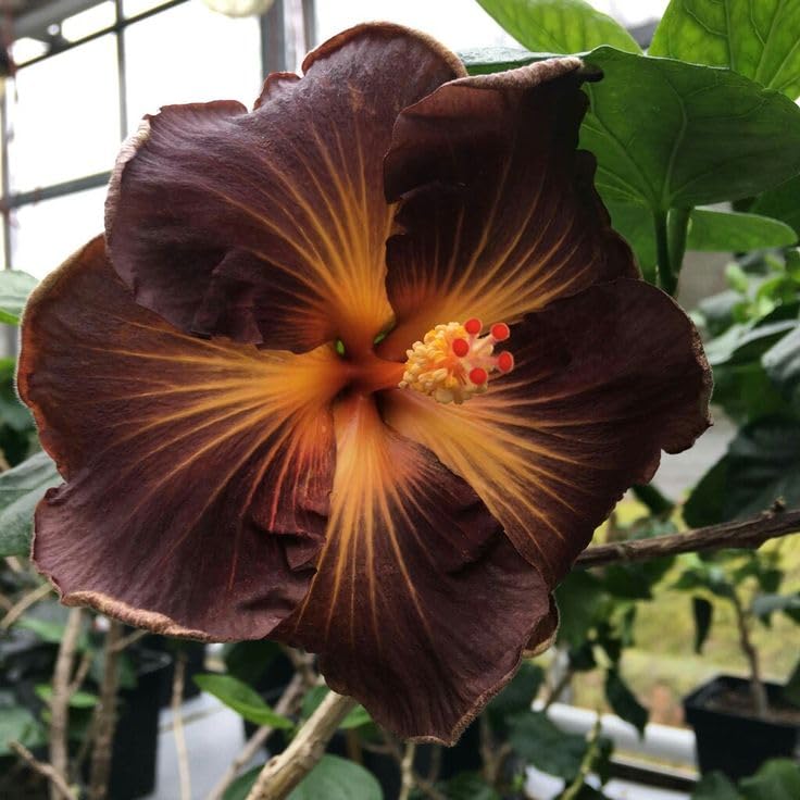 Amazon.com : Generic 100pcs Hibiscus Flower Seeds Brown Orange